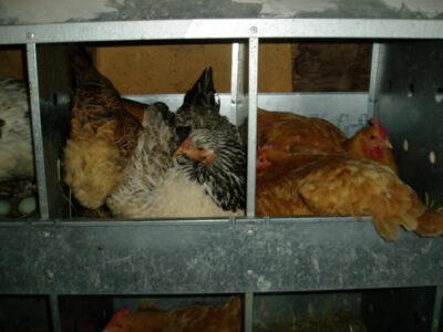 Dirty Jobs: Cleaning Chicken Coops Image